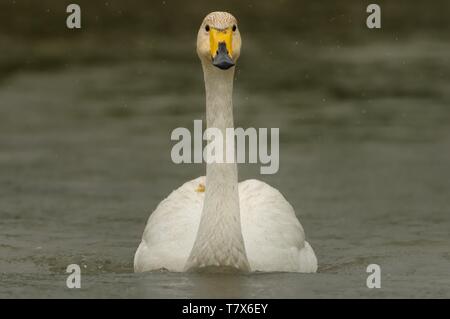 - Singschwan Cygnus cygnus im See in Finnland, Europa. Stockfoto