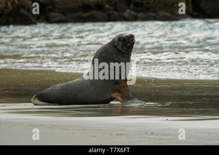 Neuseeland sea lion - Phocarctos hookeri - whakahao liegt am Sandstrand in der Bucht in Neuseeland. Stockfoto