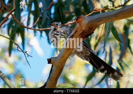 Gelb - Wattlebird Anthochaera Paradoxa der größte Der honeyeaters, endemisch auf Tasmanien, Australien. Stockfoto