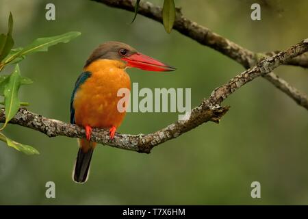 Stork-billed Kingfisher (Pelargopsis capensis) auf die Niederlassung in Singapur Stockfoto