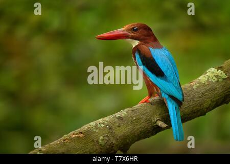 White-throated Kingfisher (Halcyon smyrnensis) auf die Niederlassung in Singapur Park Stockfoto