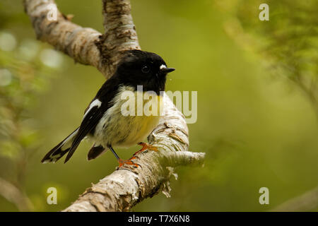 Petroica macrocephala Macrocephala - South Island Tomtit - miromiro endemisch Neuseeland Wald Vogel auf dem Ast im Wald. Stockfoto