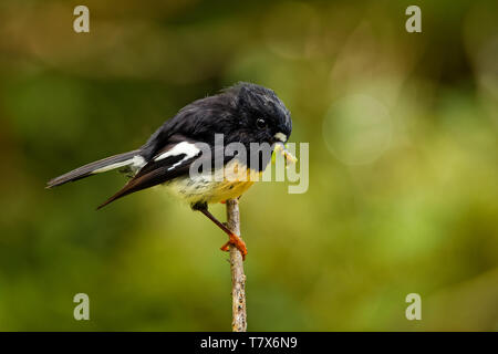 Petroica macrocephala Macrocephala - South Island Tomtit - miromiro endemisch Neuseeland Wald Vogel auf dem Ast im Wald. Stockfoto