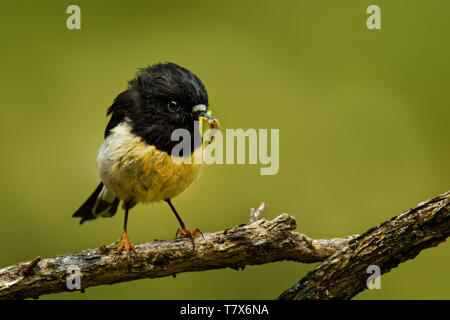 Petroica macrocephala Macrocephala - South Island Tomtit - miromiro endemisch Neuseeland Wald Vogel auf dem Ast im Wald. Stockfoto