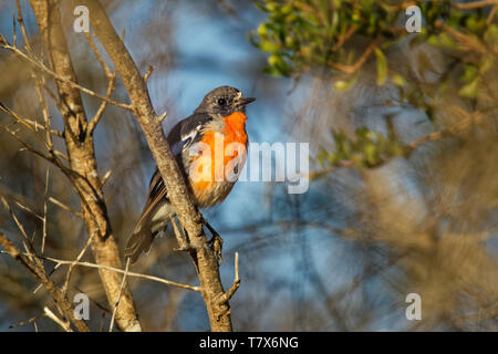 Flamme Robin - Petroica phoenicea - Australische hell rot kleine Song Bird, Tasmanien, südlichen und östlichen Australien. Stockfoto
