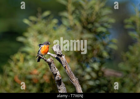 Flamme Robin - Petroica phoenicea - Australische hell rot kleine Song Bird, Tasmanien, südlichen und östlichen Australien. Stockfoto