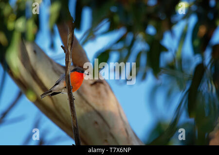 Flamme Robin - Petroica phoenicea - Australische hell rot kleine Song Bird, Tasmanien, südlichen und östlichen Australien. Stockfoto