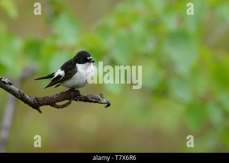 Europäische Pied Schopftyrann - Ficedula 'So Sweet Mann in der Mitte des grünen Wald sitzen Stockfoto