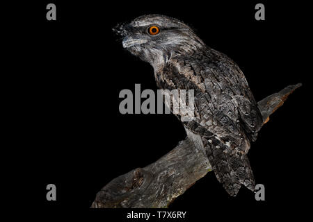 Tawny Frogmouth (Podargus strigoides) nightjar aus Australien, sitzen auf dem Baum in der Nacht. Stockfoto