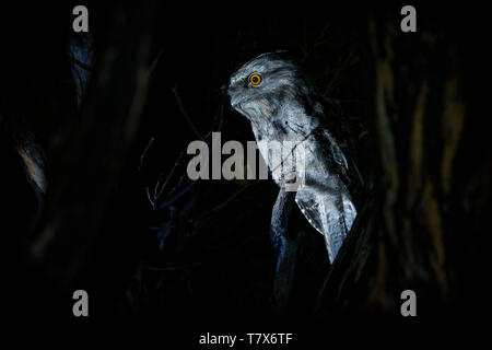 Tawny Frogmouth (Podargus strigoides) nightjar aus Australien, sitzen auf dem Baum in der Nacht. Stockfoto