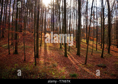 Laubwald im Herbst, Ansicht von der Baumkrone, Landschaft mit roten und braunen Farben des Herbstes, Amtsleitungen ohne Blätter, Blätter sind auf dem Boden Stockfoto