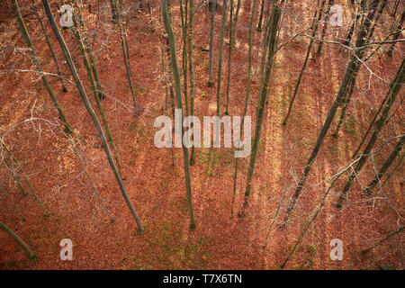 Laubwald im Herbst, Ansicht von der Baumkrone, Landschaft mit roten und braunen Farben des Herbstes, Amtsleitungen ohne Blätter, Blätter sind auf dem Boden Stockfoto