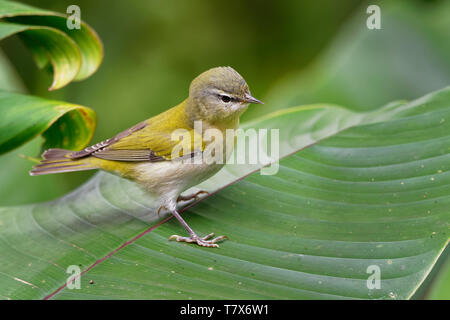 Tennessee Warbler - Leiothlypis peregrina Neue Welt warbler, dass Rassen im östlichen Nordamerika und die Winter im Süden von Mittelamerika und dem nördlichen Stockfoto