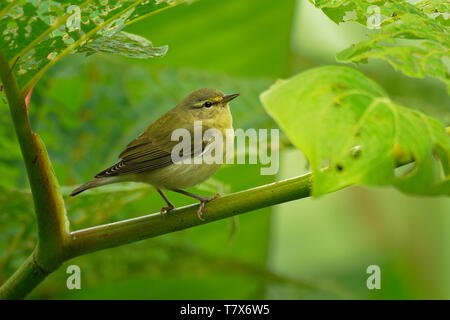 Tennessee Warbler - Leiothlypis (Oreothlypis) peregrina Neue Welt warbler, dass Rassen im östlichen Nordamerika und die Winter im südlichen zentralen Americ Stockfoto