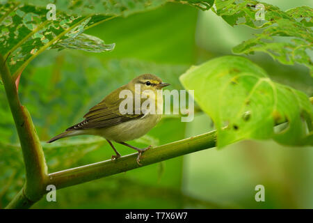 Tennessee Warbler - Leiothlypis (Oreothlypis) peregrina Neue Welt warbler, dass Rassen im östlichen Nordamerika und die Winter im südlichen zentralen Americ Stockfoto