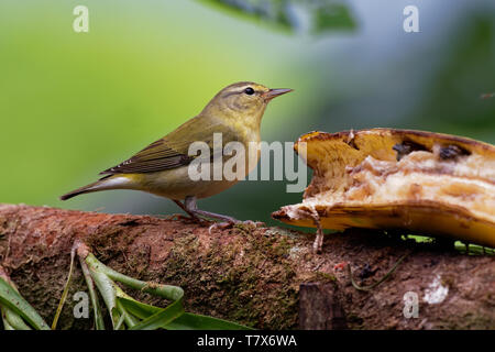 Tennessee Warbler - Leiothlypis (Oreothlypis) peregrina Neue Welt warbler, dass Rassen im östlichen Nordamerika und die Winter im südlichen zentralen Americ Stockfoto