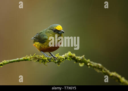 Olive-backed Euphonia - Euphonia gouldi Schmetterling (Tagfalter) aus der Familie der Finken, Bewohner Züchter im Karibischen Tiefland und Ausläufern von southe Stockfoto