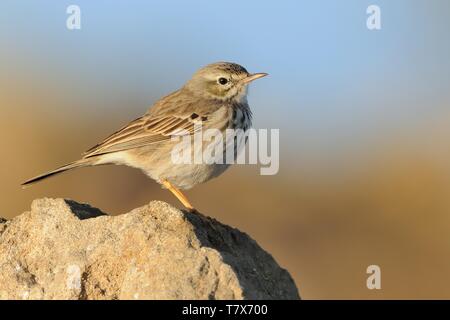 Berthelot die Pieper - Anthus berthelotii auf dem Stein auf Teneriffa, Kanarische Inseln Stockfoto