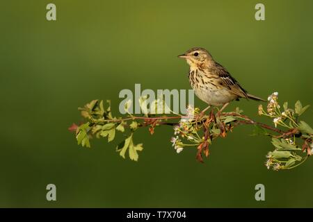 Singen Baum Pieper (Anthus trivialis) auf einem weißdorn-Zweig thront. Stockfoto