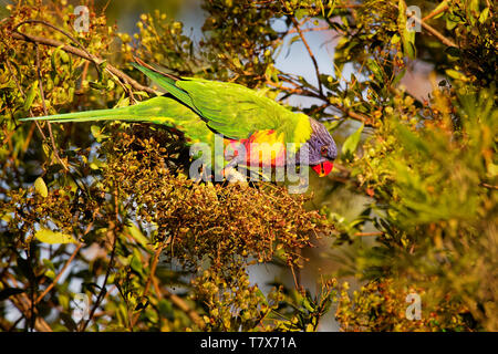 Rainbow Lorikeet - trichoglossus Moluccanus - Arten von Papagei in Australien, gemeinsame entlang der östlichen Meeresküste gefunden, aus dem Norden von Queensland zu Sout Stockfoto