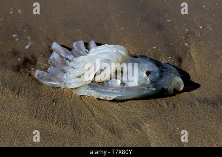 Charmouth Beach, Dorset, Großbritannien - Dead Barrel Jellyfish liegt ausgewaschen am Sandstrand, 2019 Stockfoto