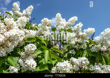 Weißer Flieder, Syringa vulgaris „Vestale“ Stockfoto