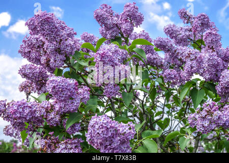 Der Flieder Syringa vulgaris arah Sands' Stockfoto