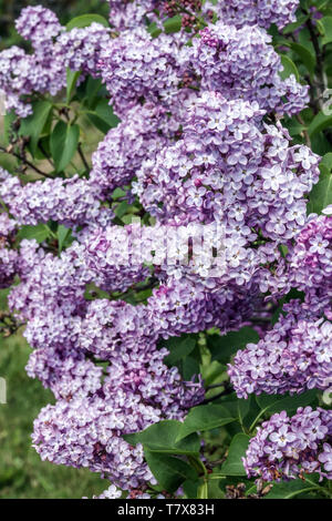 Der Flieder Syringa vulgaris arah Sands' Stockfoto