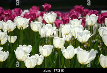 Viel weiß und rosa öffnen Tulpen wachsen in der Sonne im Park Stockfoto