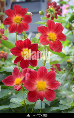 Vielen rot mit orangen Dahlien wachsen im Garten im Sommer Stockfoto