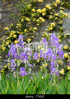 Gelbe Banksian Rose, Rosa 'banksiae Lutea', ausgebildet an der Wand hinter einer Grenze der blau blühende Iris githago ssp Githago Stockfoto