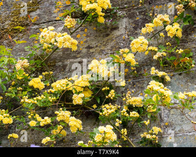 Kleinen, gelben Blüten des weitläufigen Banksian Rose, Rosa 'banksiae Lutea', die an der Wand ausgebildet Stockfoto
