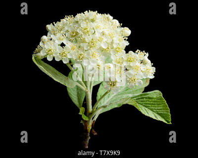 Silberne Feder Laub und cremiger Blüten der Hardy whitebeam Baum, Sorbus aria 'Lutescens', auf einem schwarzen Hintergrund Stockfoto