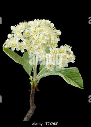 Silberne Feder Laub und cremiger Blüten der Hardy whitebeam Baum, Sorbus aria 'Lutescens', auf einem schwarzen Hintergrund Stockfoto