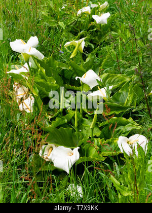 Weiß und Gelb spathes spadices der Südafrikanischen calla Lilie, Zantedeschia aethiopica, eingebürgerte in einem britischen Graben Stockfoto