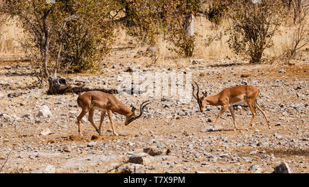 Impala - Hörner gegen Hörner - zwei männliche impalas Kampf das Recht auf Mate mit den Weibchen der Herde zu erhalten Stockfoto