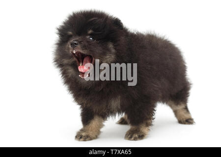 Gähnen schwarz Pomeranian Welpen, auf weißem Hintergrund Stockfoto