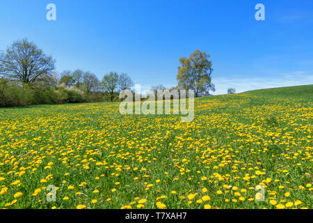 Idyllischen Blumenwiese im Frühjahr Stockfoto