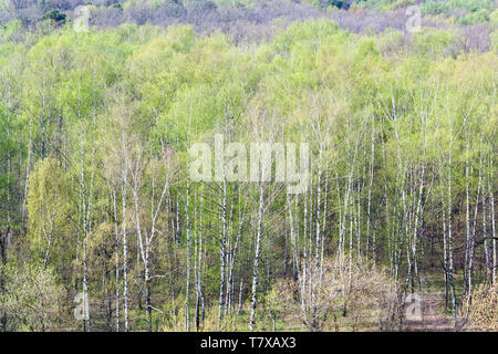 Über blick auf den Wald mit erste grüne Blätter in sonniger Frühlingstag Stockfoto