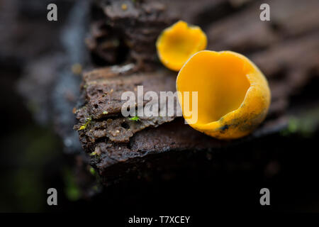 Blenden Schale Stockfoto