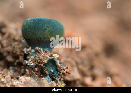 Blenden Schale Stockfoto