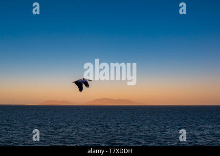 Braunpelikan (Pelecanus occidentalis) im Flug über den Pazifik mit Bergen im Dunst bei Sonnenaufgang in der Nähe von Baja Californa Sur, Mexiko. Stockfoto