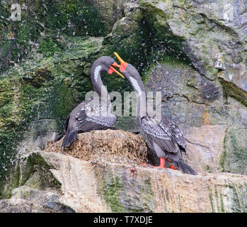 Red-legged Kormoran (Phalacrocorax gaimardi) auf Isla Choros, Humboldt Pinguin finden, Punta Choros, Chile Stockfoto