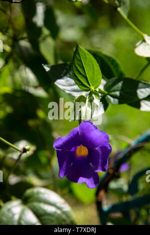 Bengalen Clockvine an einem sonnigen Frühlingstag Stockfoto