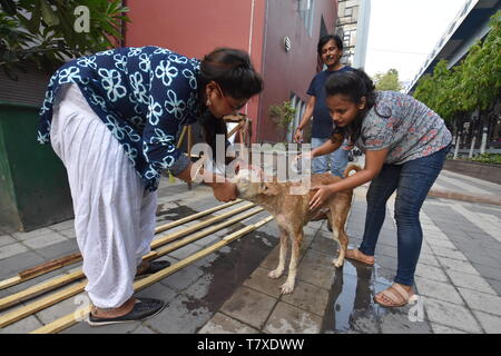 Kolkata, Indien. 9. Mai, 2019. Eine Straße Hund wird mit Shampoo, die von einer Gruppe von Jugendlichen in 38 Grad Celsius heißer Sommer an der Rabindra Sadan gebadet Stockfoto