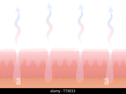 Die menschliche Haut- Atmung. Haut atmen. Schematischer Querschnitt Abbildung: Dermis mit Poren und der Gasaustausch. Stockfoto