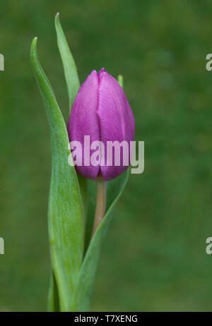 Single lila Tulpe mit Gras Hintergrund Stockfoto