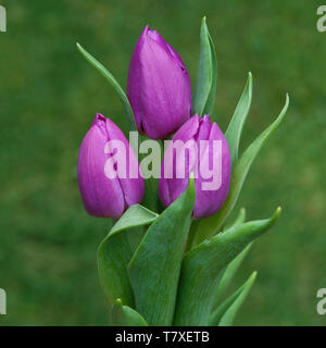 Drei lila Tulpen mit Gras Hintergrund Stockfoto