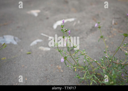 Galeopsis angustifolia in voller Blüte Stockfoto