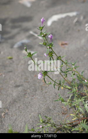 Galeopsis angustifolia in voller Blüte Stockfoto